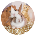 Petits animaux