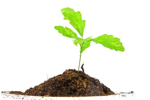 Plante